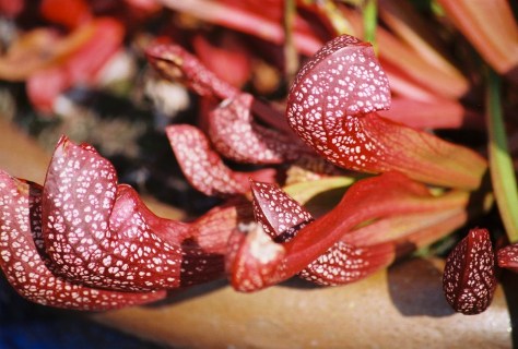 Carnivorous Pitcher Plants