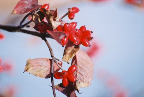 Red Dogwood (Cornus florida) berries fuel migratory birds onto their next destination.