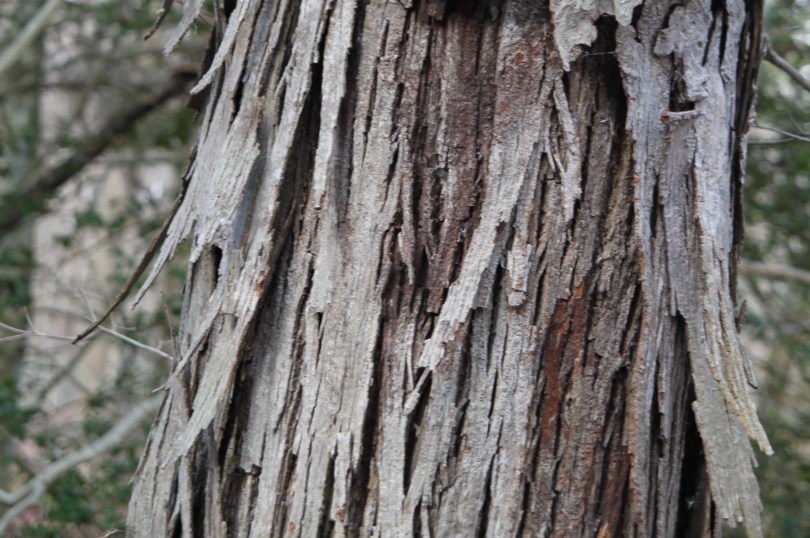 photo by Kathleen V Salisbury (c) Kathleen V Salisbury & HORTravels.com