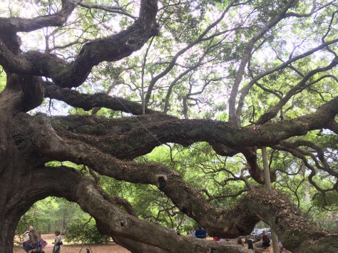 Tree Sized Branches of Angel Oak