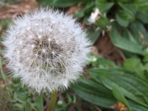 Dandelion Seed Head