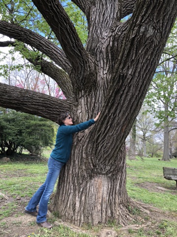 An Enormous Sweetgum in Fairmount Park