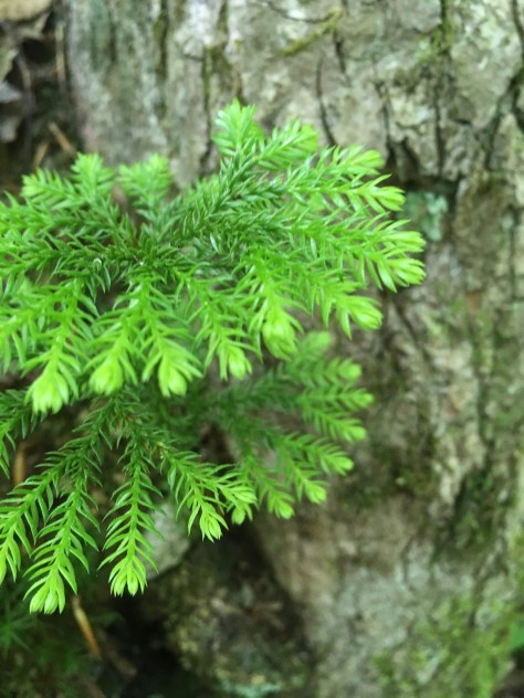 Lycopodium