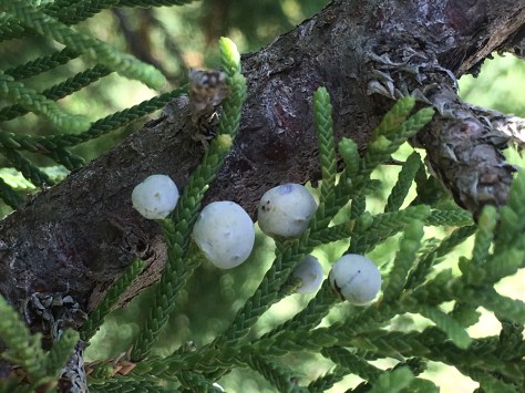 Bermuda Cedar Fruits
