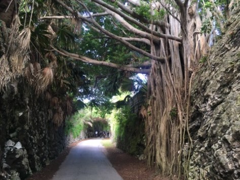 Banyan Tunnel on the national rail trail bermuda
