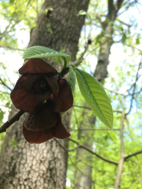 Pawpaw Flowers and new leaves