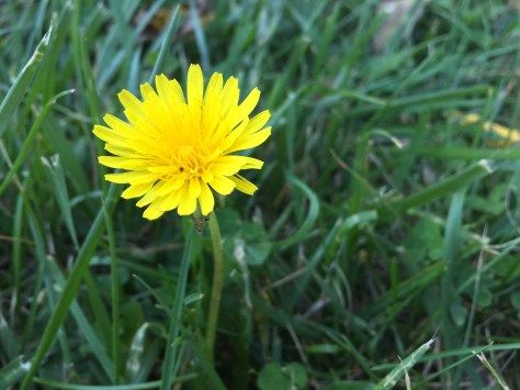 Dandelion in the Lawn