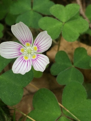 Oxalis montana