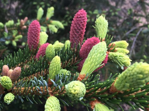 Strobili Picea omorika