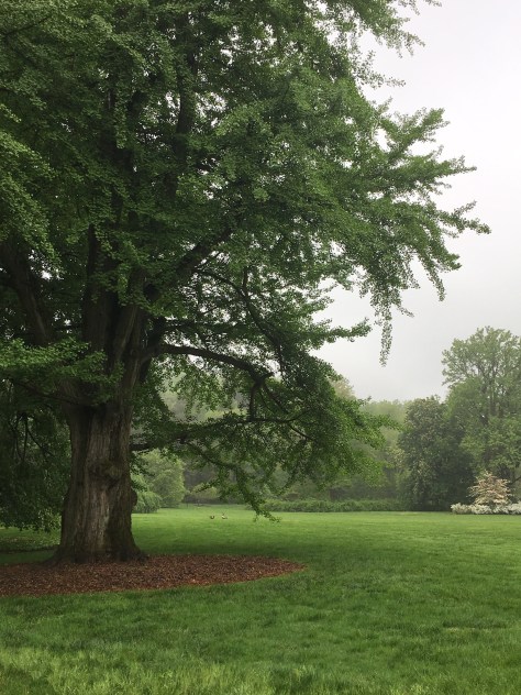 Stately Ginkgo at Stoneleigh