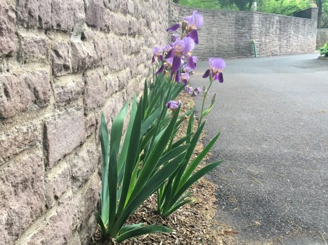 Iris along Wall