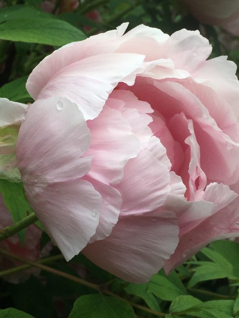 Peony BCCC