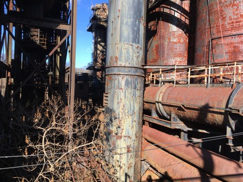 Paulownia volunteer at Steel Stack