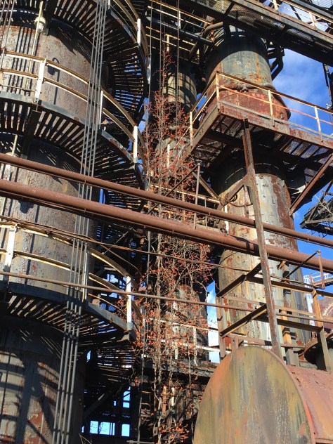 Oriental Bittersweet at Steel Stacks