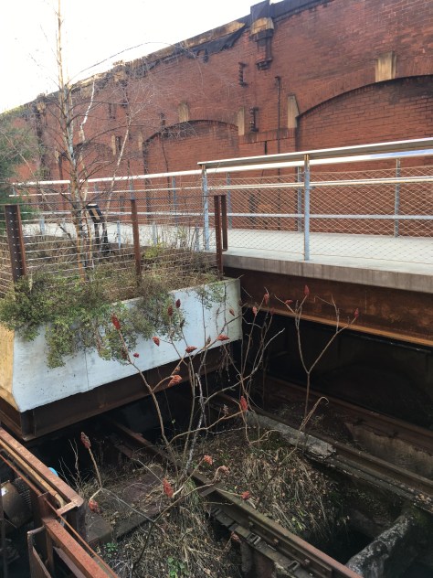 Fruit of Staghorn Sumac