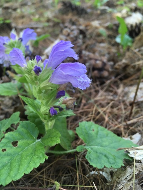 17fa5c00-11f4-42da-a431-df81efb9c182