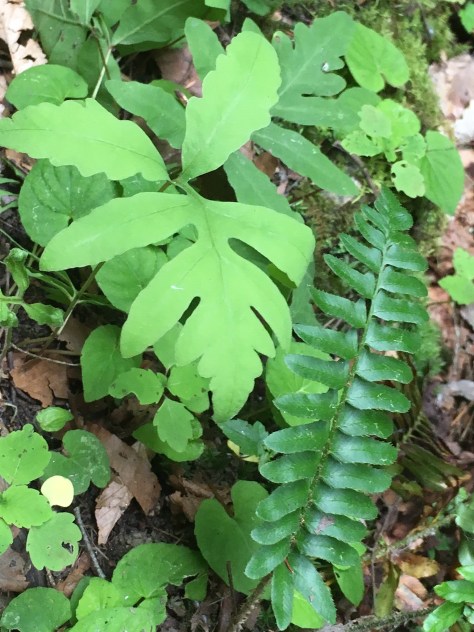 35f0adc2-2d63-4abe-9ca5-a82736df3823