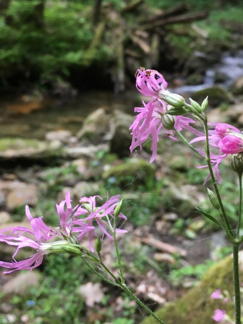 99effdff-c58d-4a18-9756-ceaefc6cc318