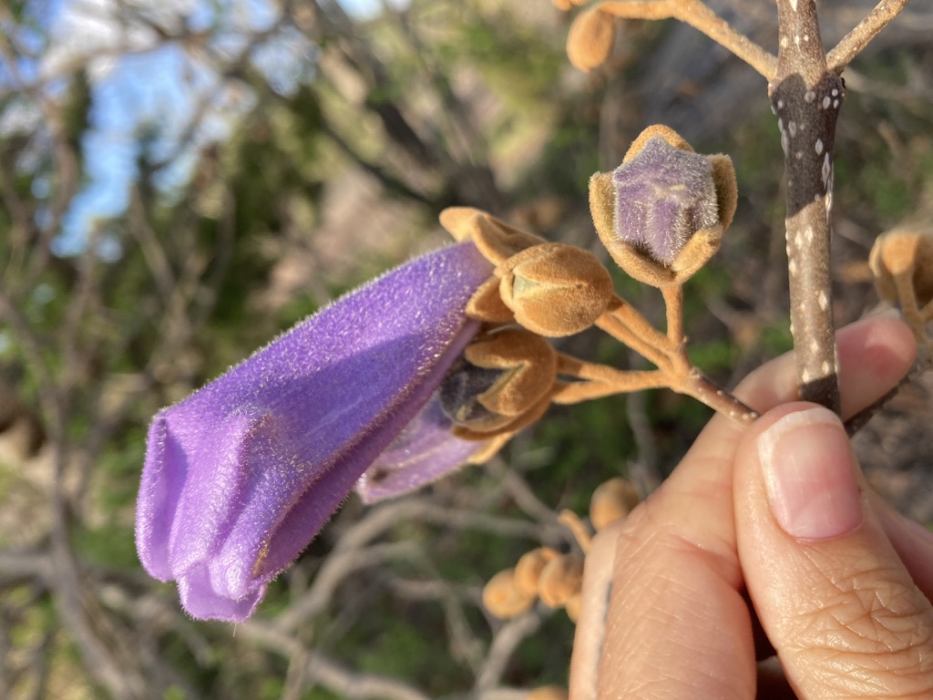 A New-to-Me City Tree | HORT travels